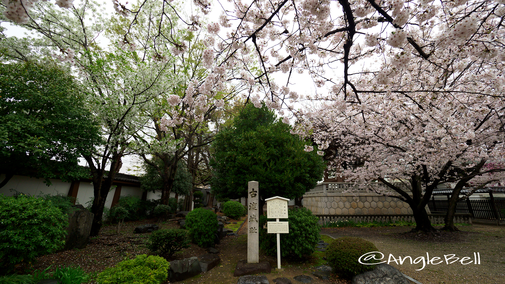 古渡城跡碑と桜