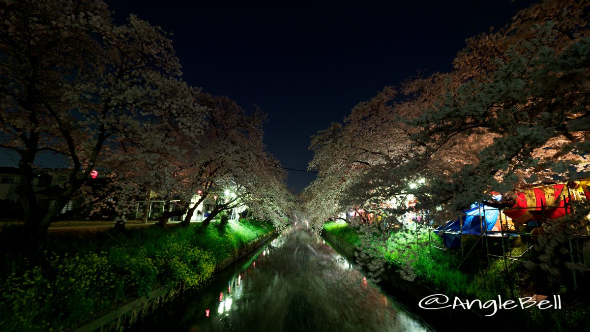 愛知県岩倉市 五条川の桜並木 ライトアップ