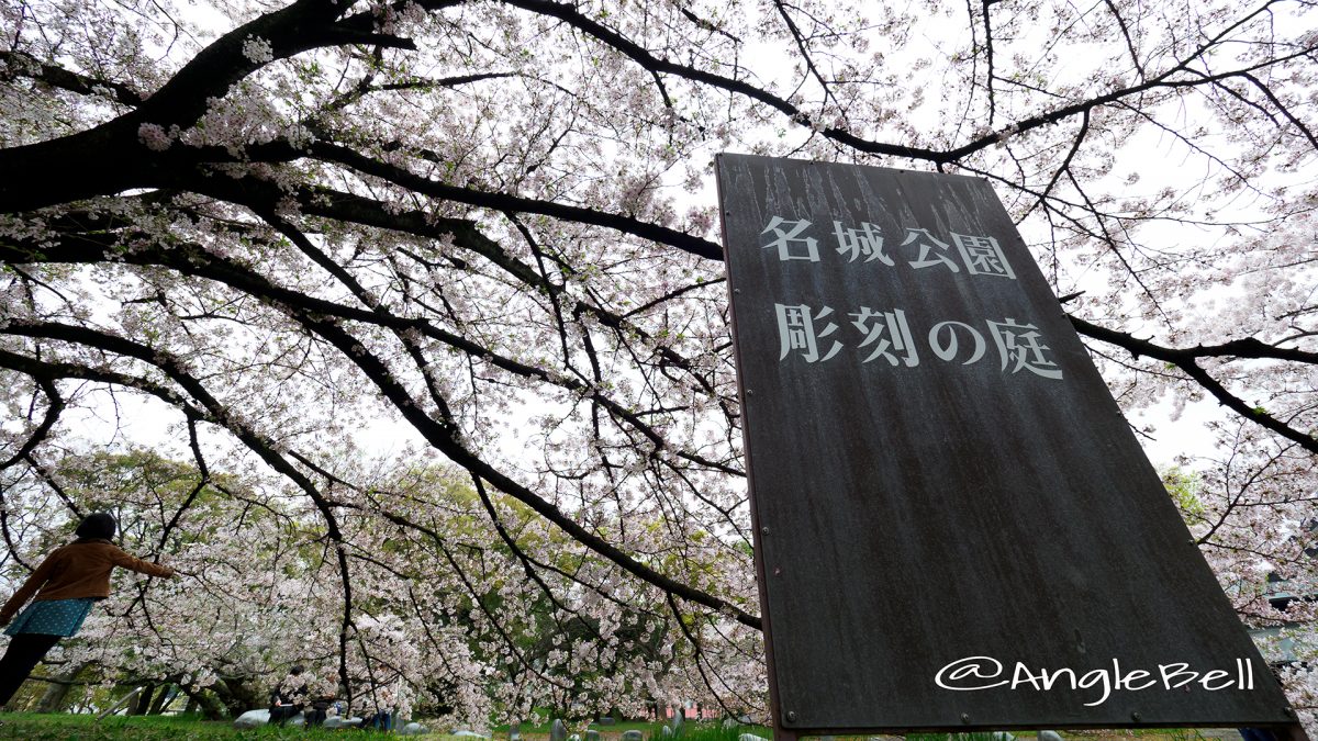 Cherry Blossoms in  Meijo Park.