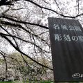 Cherry Blossoms in Meijo Park.