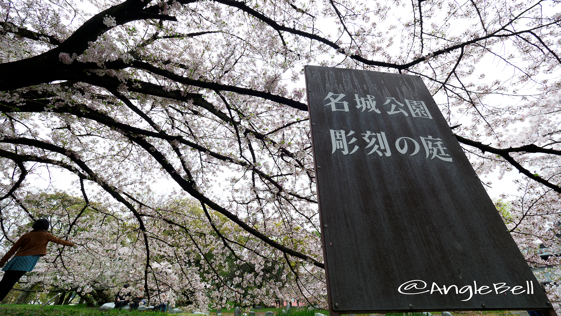Cherry Blossoms in Meijo Park.
