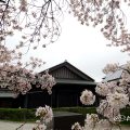 名古屋能楽堂 名城公園 彫刻の庭と桜