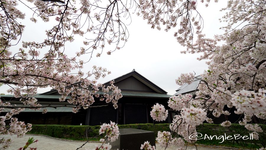 名古屋能楽堂 名城公園 彫刻の庭と桜