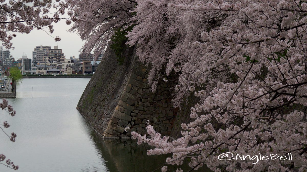 名古屋城外堀の石垣 桜と水景