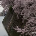 名古屋城外堀の石垣 桜と水景