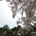 名城公園北園 藤の回廊広場から見る桜と名古屋城