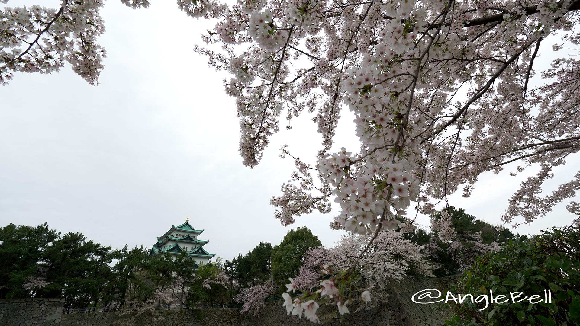 名城公園北園 藤の回廊広場から見る桜と名古屋城