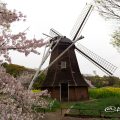 名城公園北園の桜 オランダ風車と花山