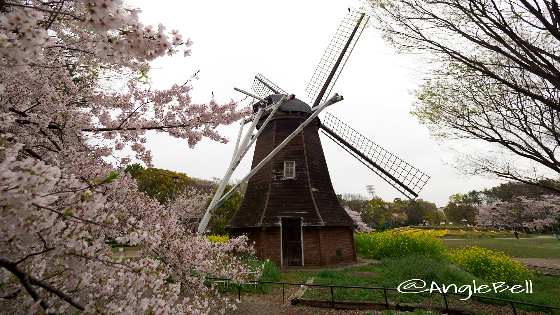 名城公園北園の桜 オランダ風車と花山