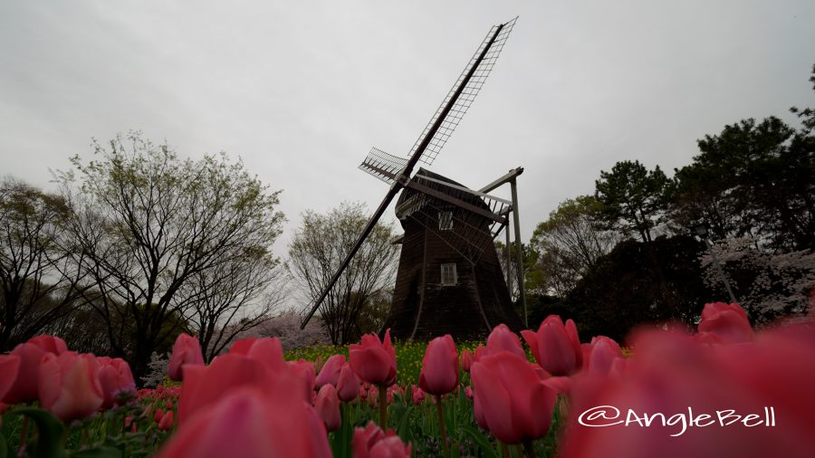 名城公園 チューリップと菜の花とオランダ風車