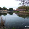 名古屋城 御深井堀から見る桜と夕景