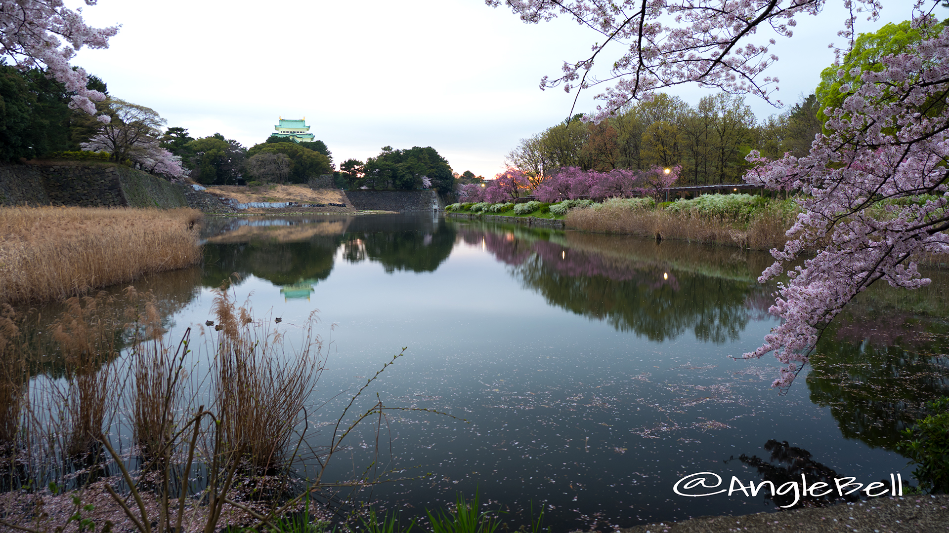 名古屋城 御深井堀から見る桜と夕景