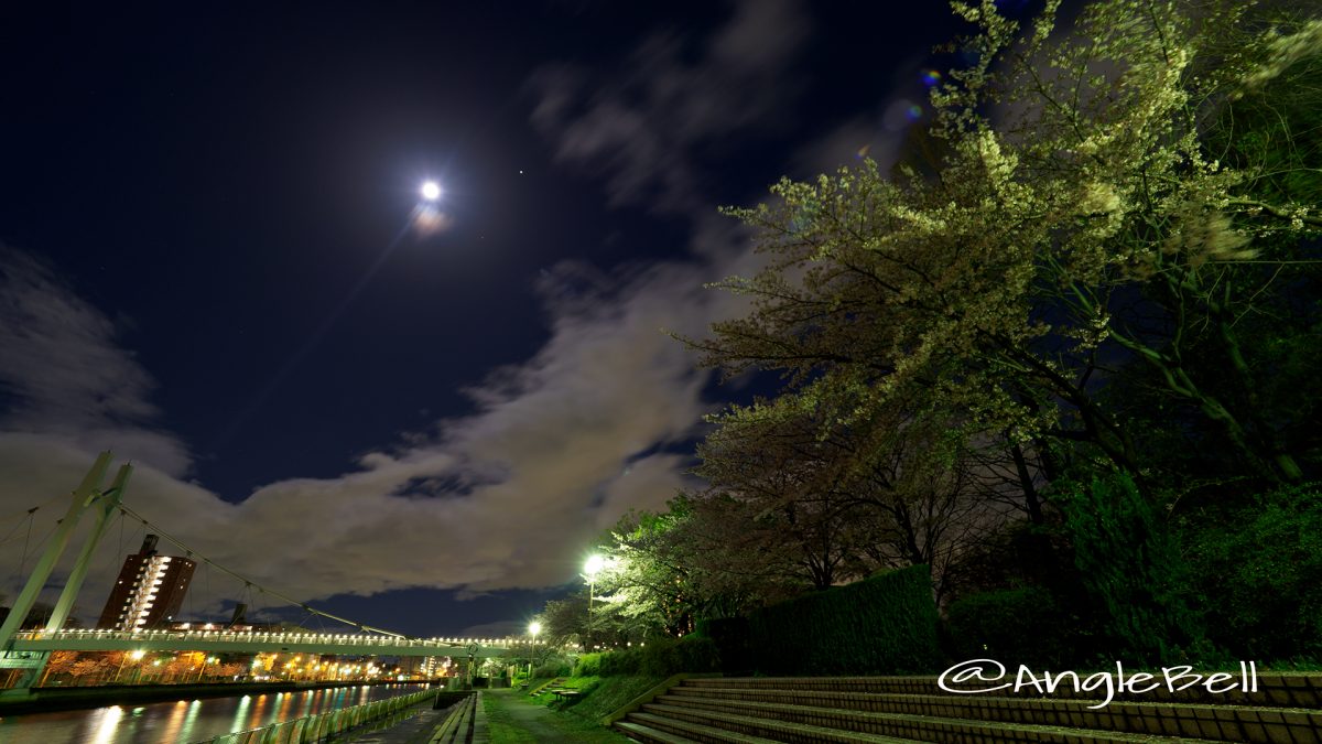 月夜 熱田記念橋と遊歩道の夜桜