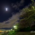 月夜 熱田記念橋と遊歩道の夜桜