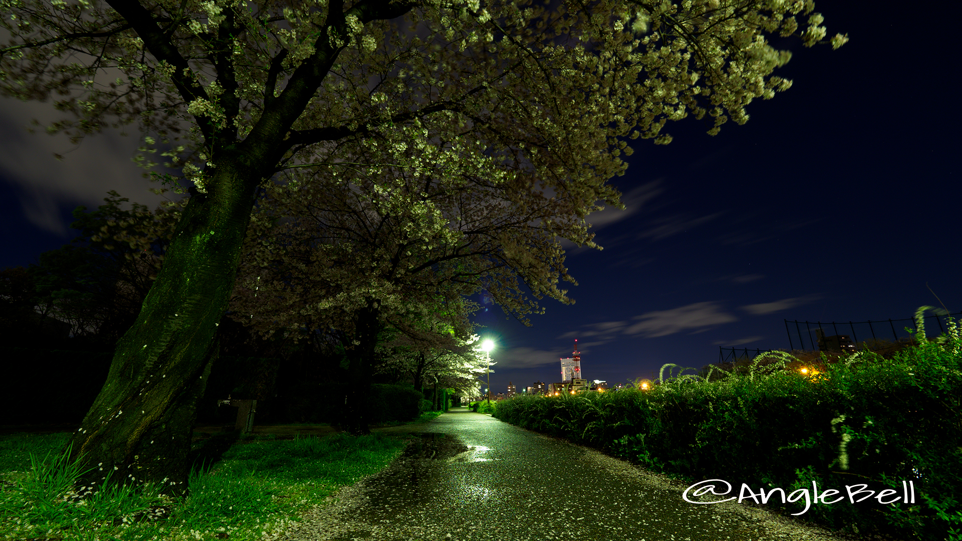熱田区堀川沿い遊歩道と夜桜