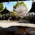 手水舎 大須 三輪神社・桜