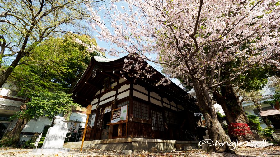 大須 三輪神社 ソメイヨシノと縁結びの木