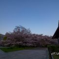 早朝 名古屋能楽堂と名城公園 彫刻の庭