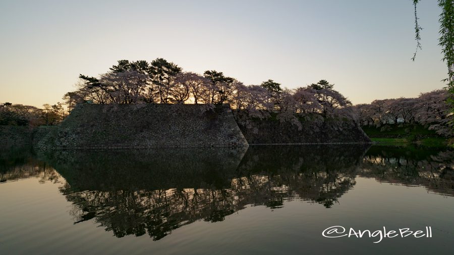 早朝 名古屋城 城西 外堀の石垣 桜と水景