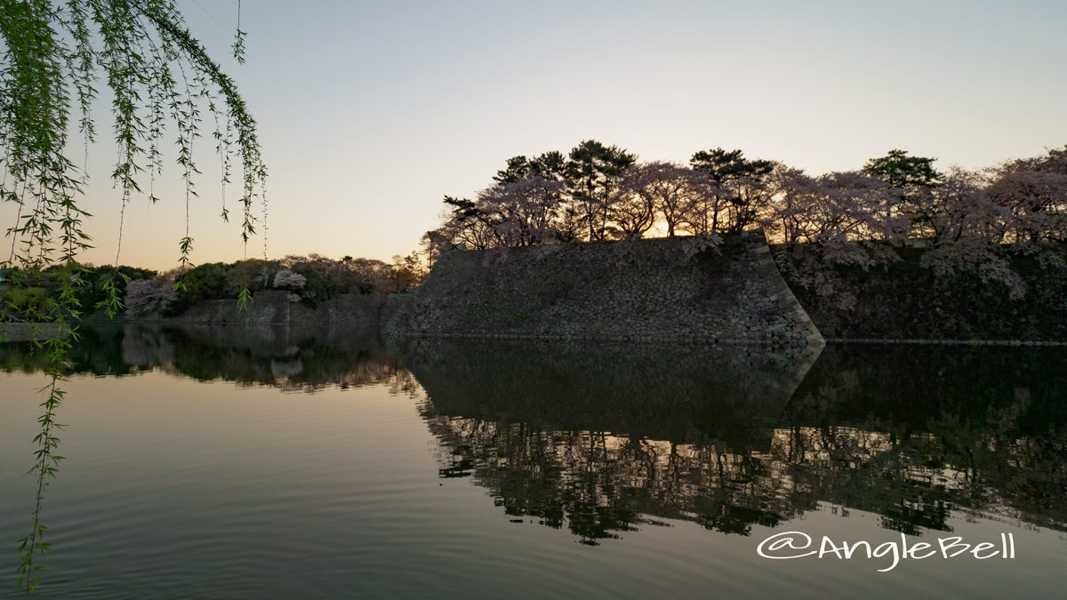 早朝 名古屋城 西之丸外堀と御深井丸の石垣 桜と水景