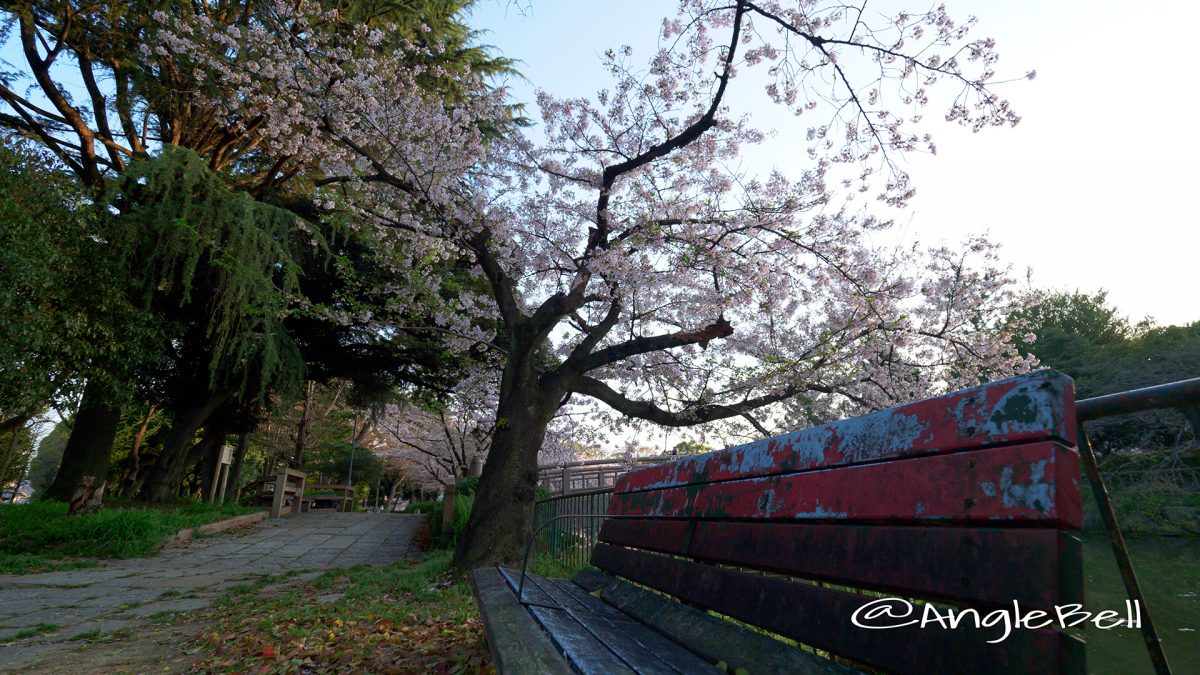 名城公園北園の桜とベンチ