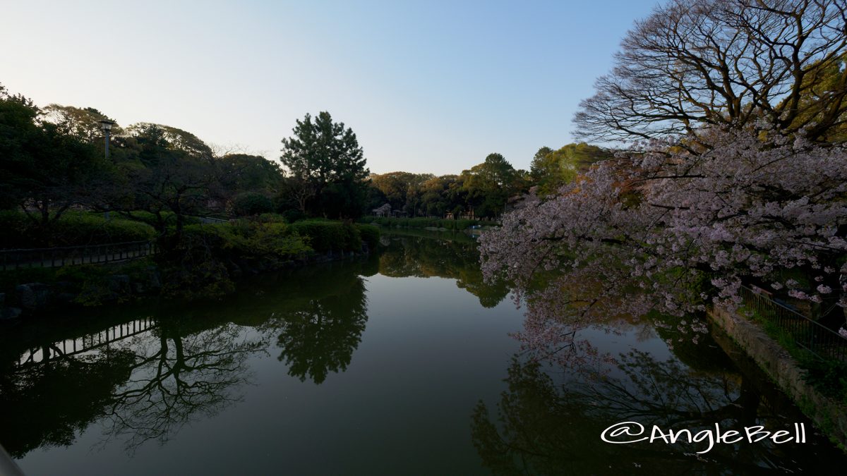 御深井池と桜