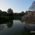 御深井池と桜