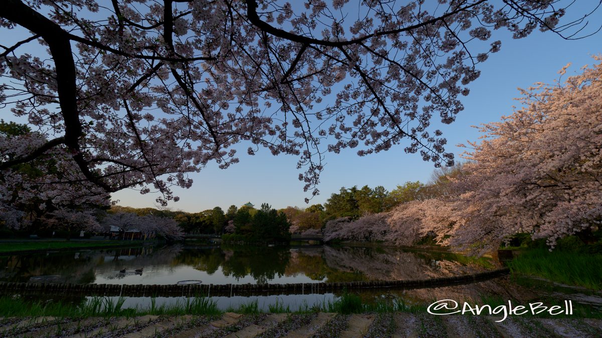 名城公園北園 おふけ池と桜の風景