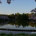 早朝 名城公園北園 おふけ池から見る名古屋城と桜の風景