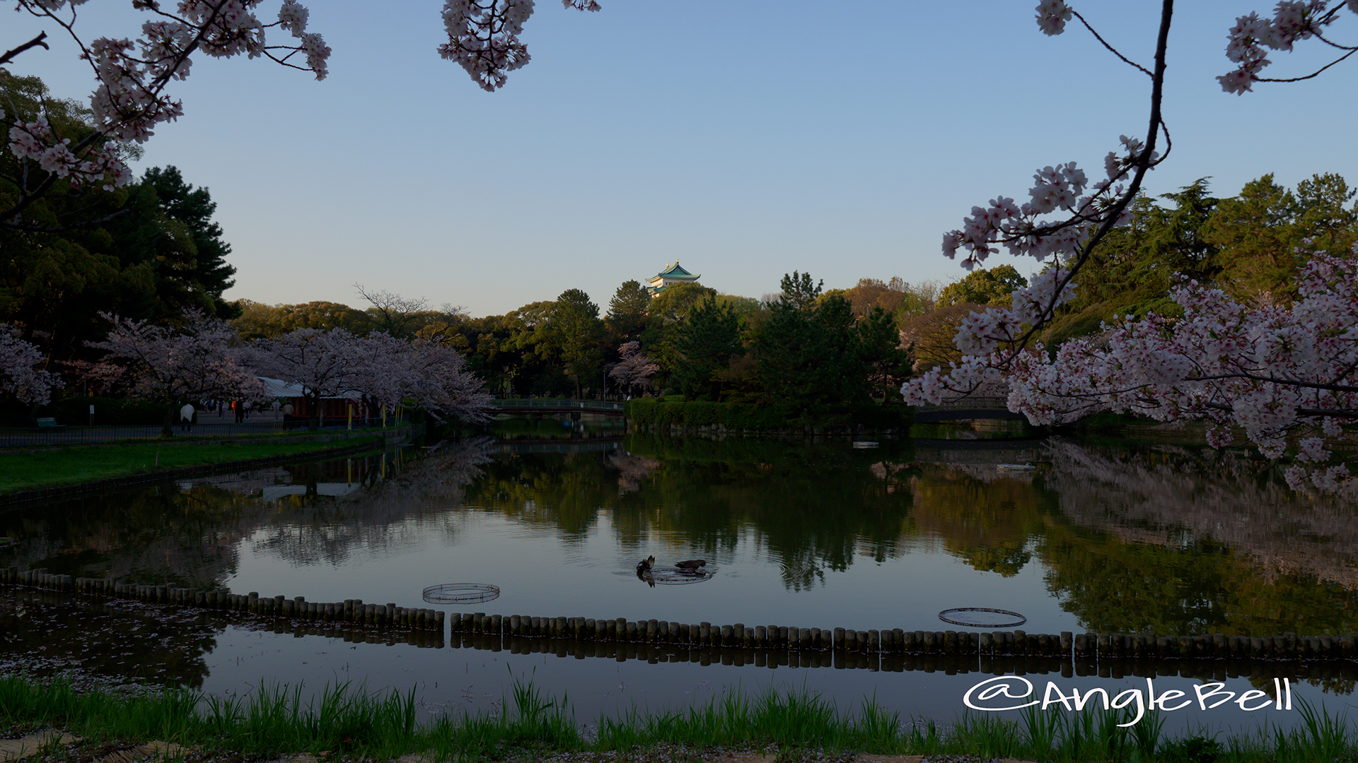 早朝 名城公園北園 おふけ池から見る名古屋城と桜の風景