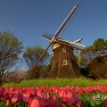 早朝の名城公園 チューリップと菜の花とオランダ風車