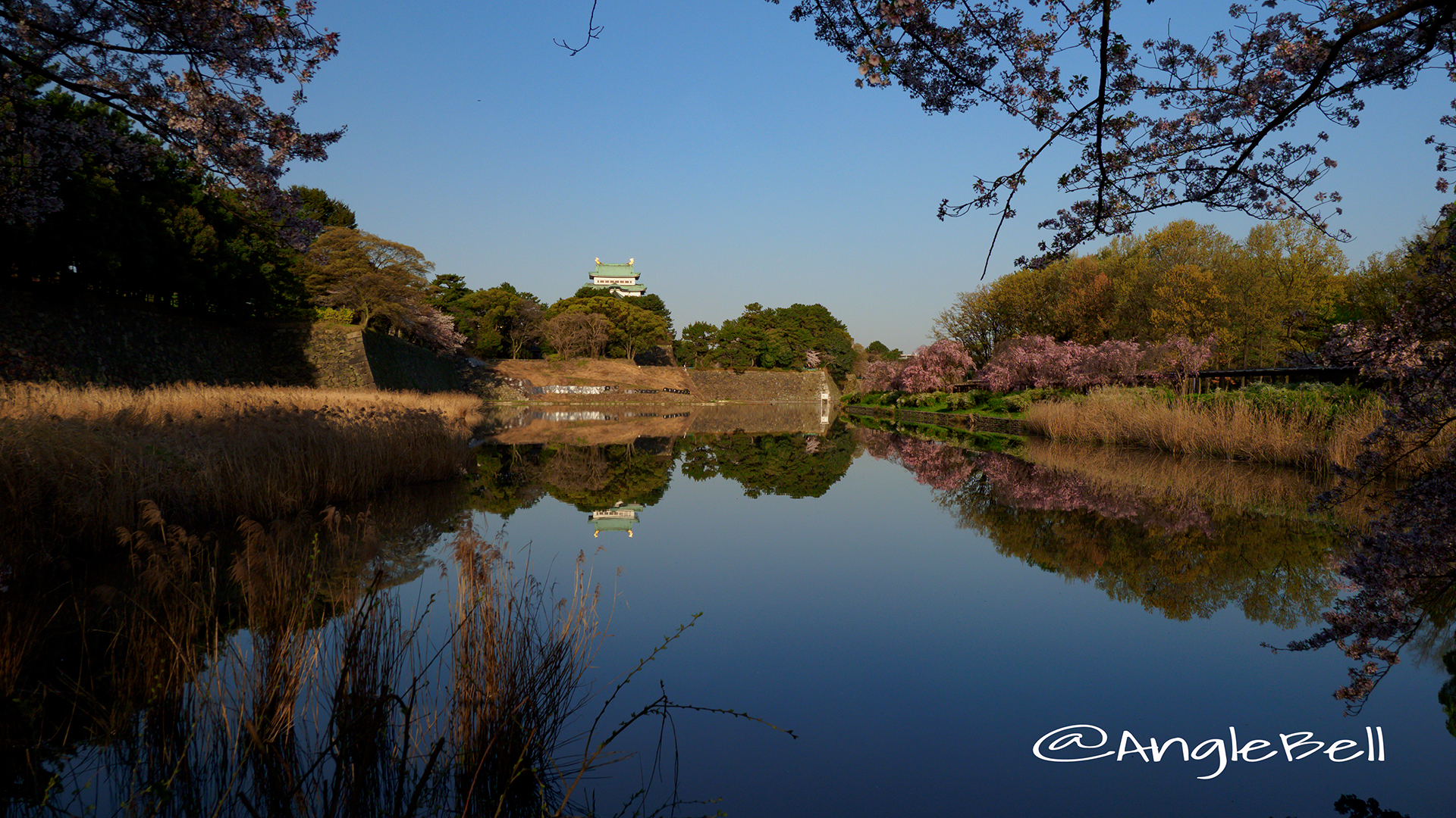 名古屋城 御深井堀から見る桜 早朝