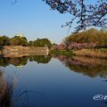 御深井堀 名古屋城と桜