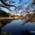 Cherry Blossoms at Nagoya Castle