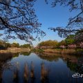 名古屋城 桜風景 愛知県名古屋市