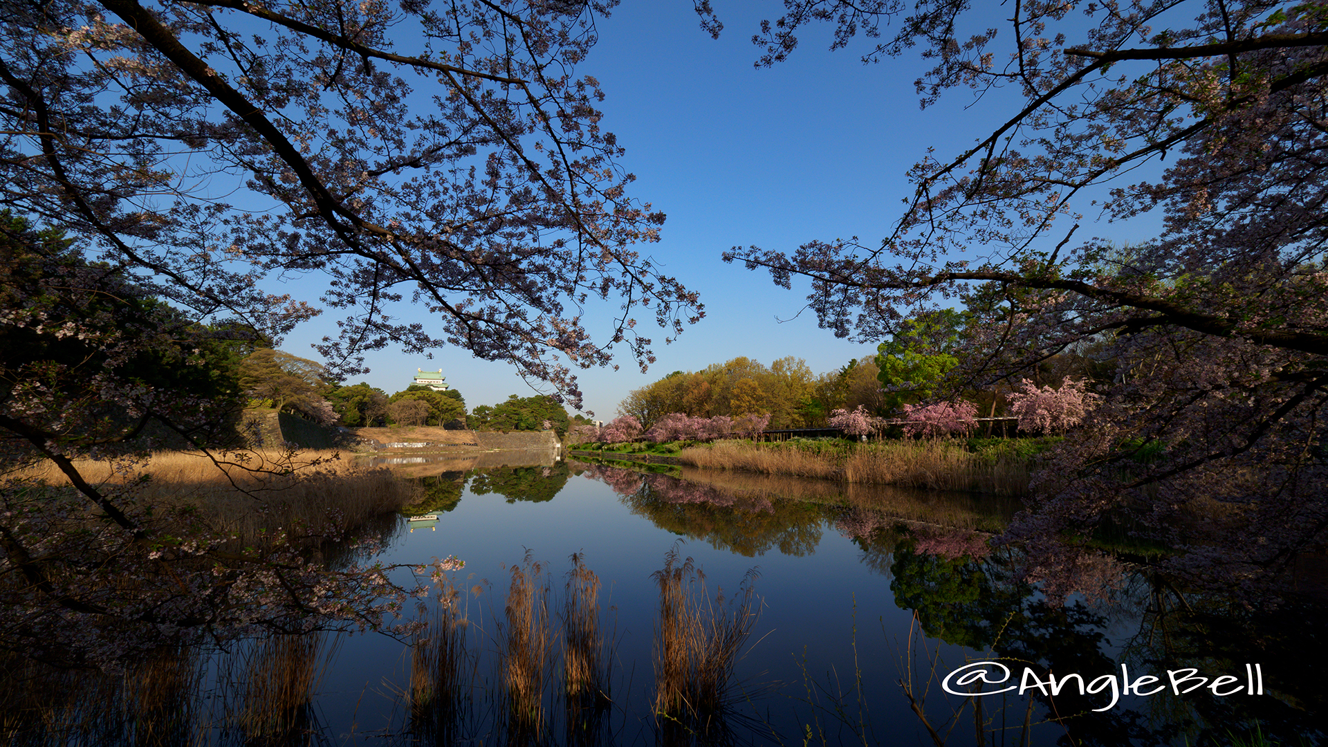 名古屋城 桜風景 愛知県名古屋市