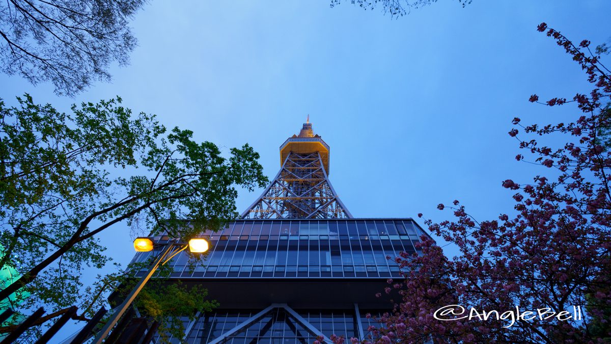 名古屋テレビ塔と八重桜 夕