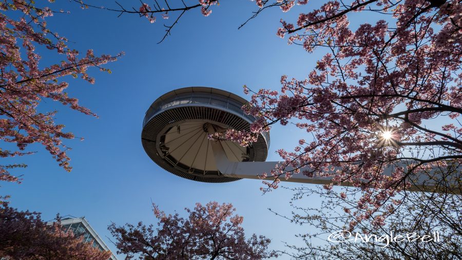 なばなの里アイランド富士と河津桜