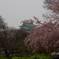 雨の日の大寒桜 名古屋城 東門