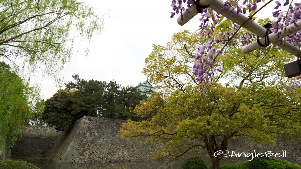 藤と名古屋城