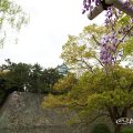 藤と名古屋城