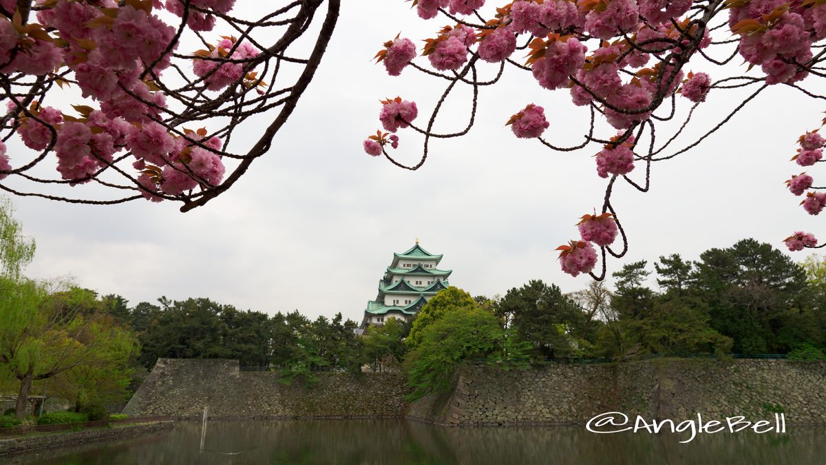 名古屋城外堀 お城と八重桜