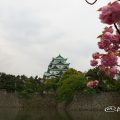 八重桜と名古屋城