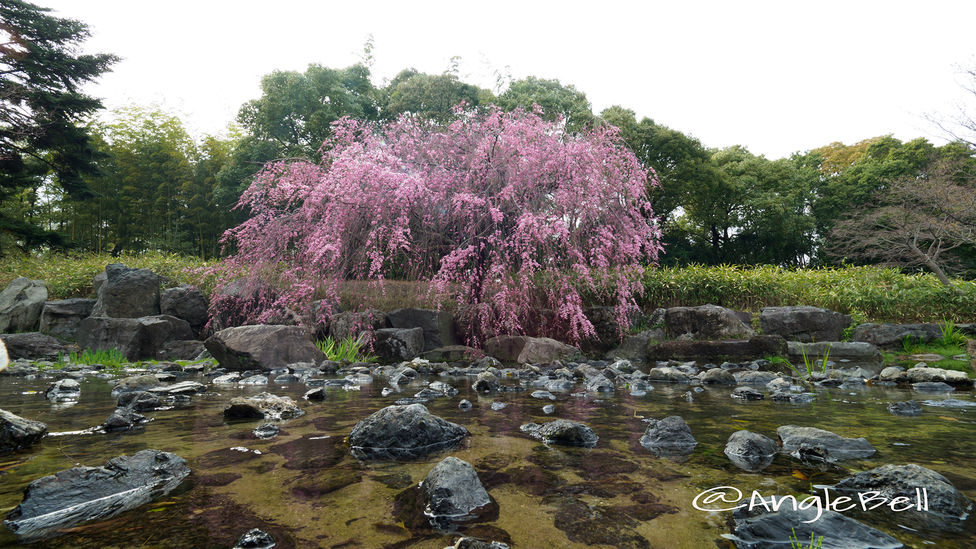 白鳥庭園 枝垂れ桜