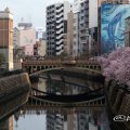 名古屋伏見 納屋橋と桜