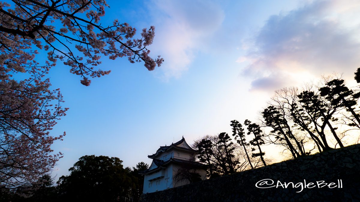 名古屋城 東南隅櫓 夕景とエドヒガン桜