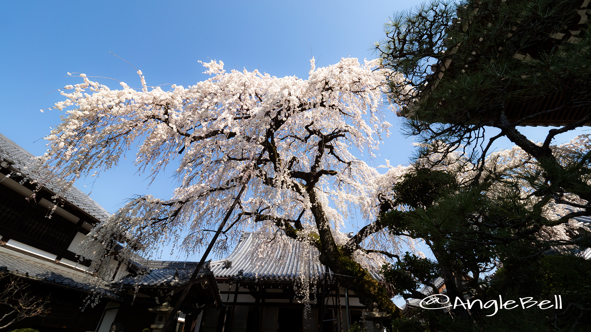 犬山市 圓明寺 枝垂れの木