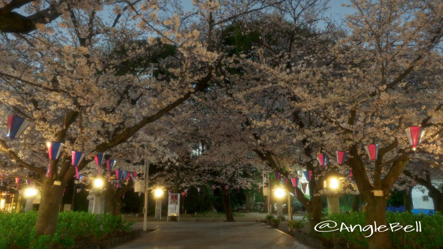 愛知縣護國神社 桜の木