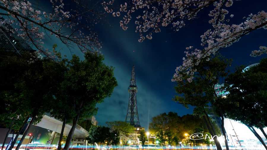 Cherry Blossoms at Night Nagoya TV Tower