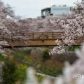 桜と鼎小橋